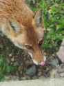 mlem7