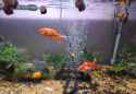 Inthebigtank
