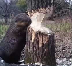 beavers-pause-while-chewing-trees-to-listen-for-movements-v0-dGt6MTJvN21rb3BlMcFRgd6K_iTZm97xeRGqrxMLUIIqLQ1uuC2fseP7pmeQ