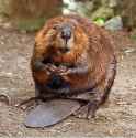 American_Beaver-photo-by-Flickr-user-Steve-CC-2.0