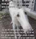 borzoi of life