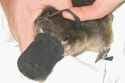 platypus-litter
