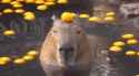 icegif-1076