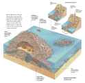 beaver-dam-cutaway@2x