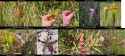 sarracenia_grid