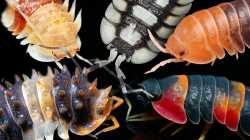 isopods