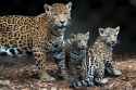 Jaguar-Cubs-0007-6829