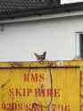 foxskip
