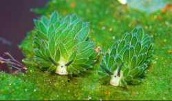 sea-slugs