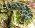 images[1]