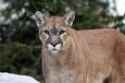 cougar
