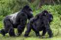 gorilla family