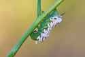 tomato_hornworm