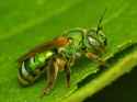 sweat_bee