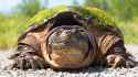 Snapping-turtle-Shutterstock