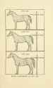 Horse-breeding_in_England_and_India_-_and_army_horses_abroad_(1906)_(14580159299)