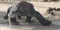 komodo