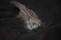 iStock-fishing-cat-615975860