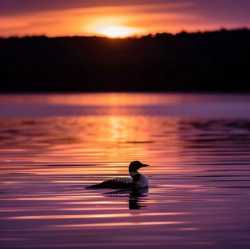 loon