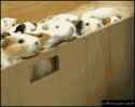 release_the_hounds