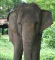 elephant-4288654290