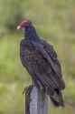 1200px-Turkey_vulture_-28Cathartes_aura-29_Orange_Walk_jpg