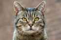 domestic-shorthair-cat-2-663936667