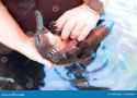 female-platypus-healesville-sanctuary-australia-loves-to-be-fed-have-her-tummy-scratched-platypus-healesville-170767591