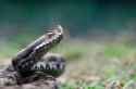 snake_2
