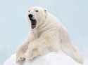 polarbear_orig