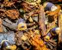 bumblebee-isopod-cubaris-sp-bumblebee-276397