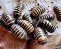 bumblebee-isopod-armadillidium-badium-casteldaccia-808857