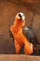 Bearded-Vultures-online-3