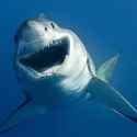 kekshark