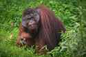orangutan rambutan