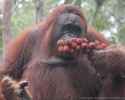 orangutan rambutan