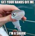 an shark