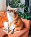 smug_chair_fox