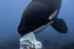 killer-whales-found-sharing-food-with-humans-for-first-time-v0-a247nUibLs2DV2yXzs0kgDaZXtgVd49LX0NQ6-SB4YY