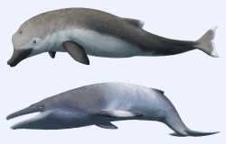 Duckfish&#039;s Ancestors