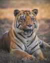 CM of Tadoba