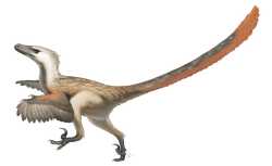 velociraptor