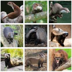weaselfam