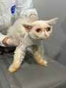 7b7620ef-cdc7-4fe3-9072-6bbaa4bef77c-jumbo3x4_BEFOREForthisscaredkittythismaybethefirsttimeheseverbeenevaluatedbyavetcreditMSPCAAngell