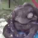 ape-monkey
