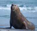 Male-elephant-seal-e1712190928510-775x650