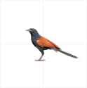 VCOG Bird