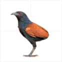 Bird without tail feathers VCOG