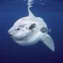 ocean-sunfish_thumb_square