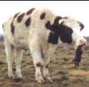 evil_bull